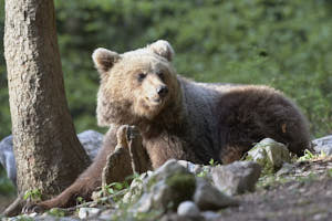 Ours brun<br>NIKON D4, 500 mm, 4000 ISO,  1/1000 sec,  f : 5.6 